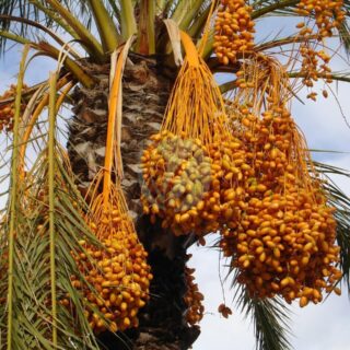 Phoenix-dactylifera.jpg