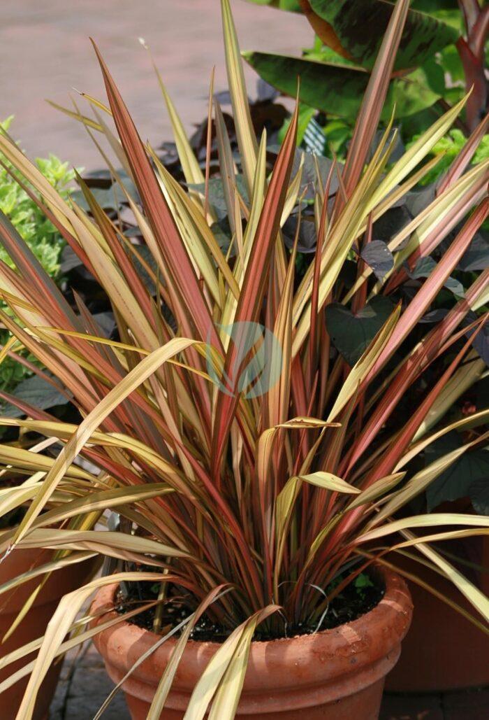 Phormium tenax Hilo Princess zz