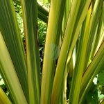 Phormium tenax variegata kz scaled