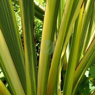 Phormium_tenax_variegata_kz1-scaled-1.jpg