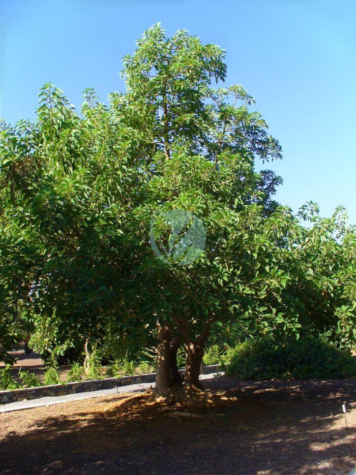 Phytolacca dioica