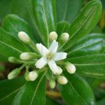 Pittosporum tobira
