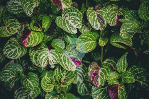 Plectranthus oertendahlii closeup x