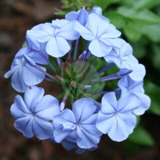 Plumbago_Flower_5_Digon3-1.jpg