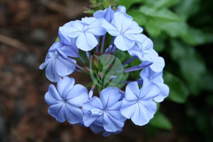 Plumbago Flower Digon