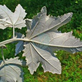 Populus_alba_003.jpg