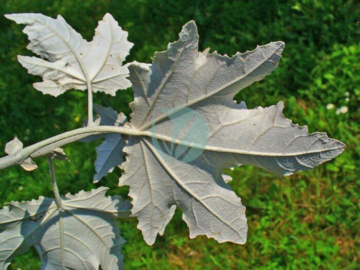 Populus alba