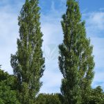 Populus nigra Plantierensis