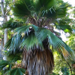 Pritchardia_beccariana_4761434315.jpg