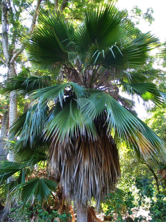 Pritchardia beccariana