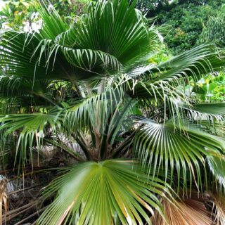 Pritchardia_glabrata_5188464636.jpg