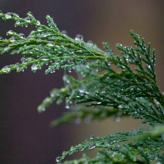 Raindrops_on_leyland_cypress-1-scaled-1.jpg