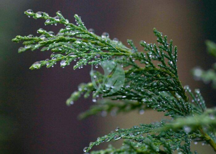 Raindrops on leyland cypress scaled