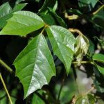 Rhoicissus vigne appartement maroc clorofila