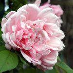 Rosa Albertine Giverny scaled