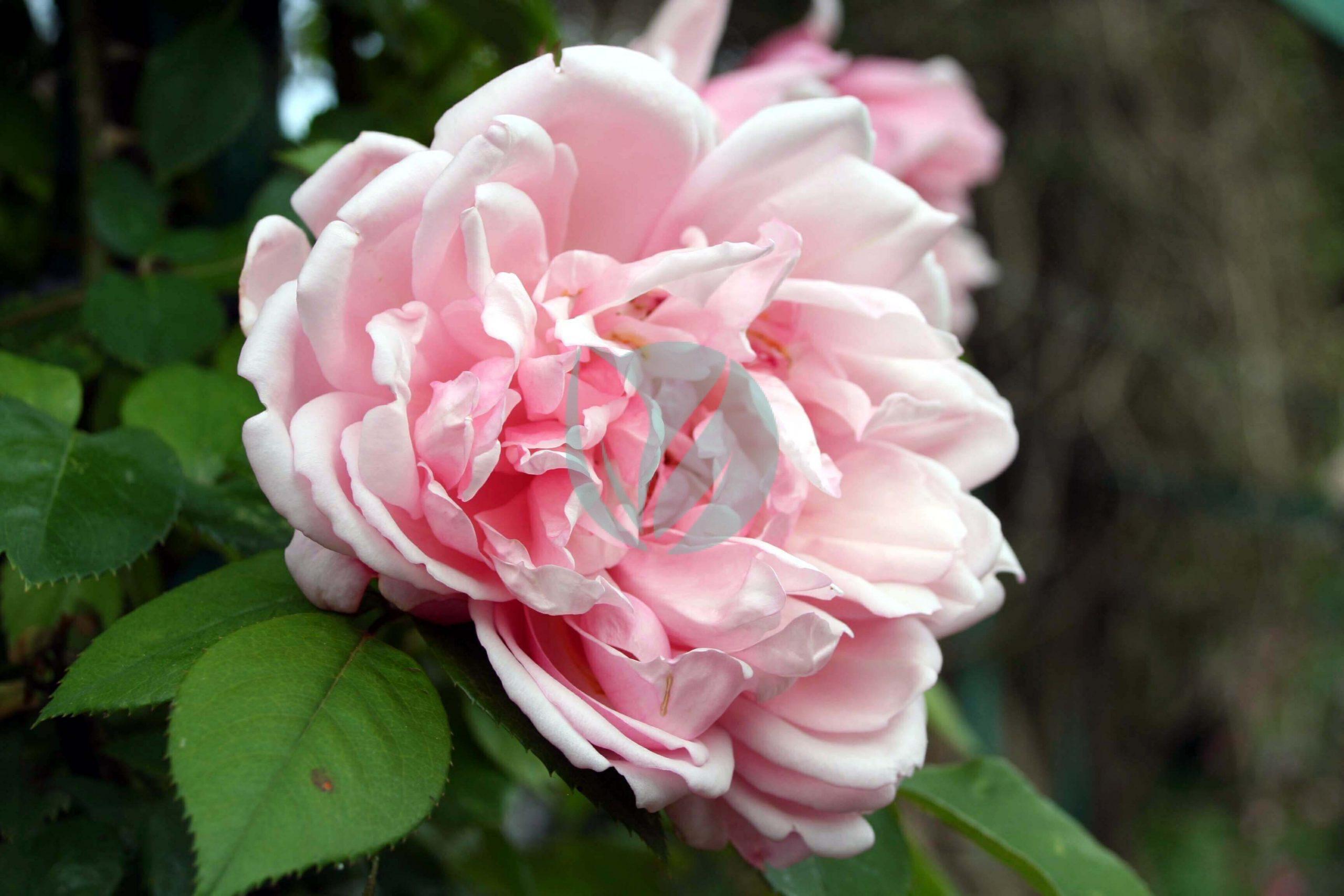 Rosa Albertine Giverny scaled