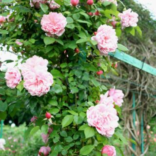 Rosa_Albertine_-_Giverny03-1-scaled-1.jpg