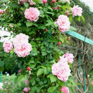 Rosa_Albertine_-_Giverny03-1-scaled-1.jpg