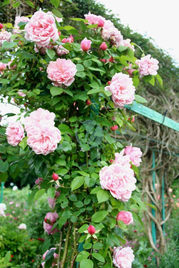 Rosa Albertine Giverny scaled