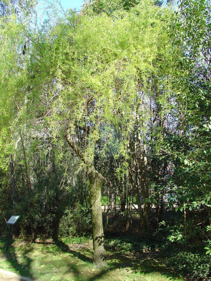 Salix babylonica re scaled