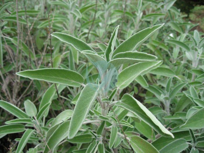 Salvia officinalis by Line scaled