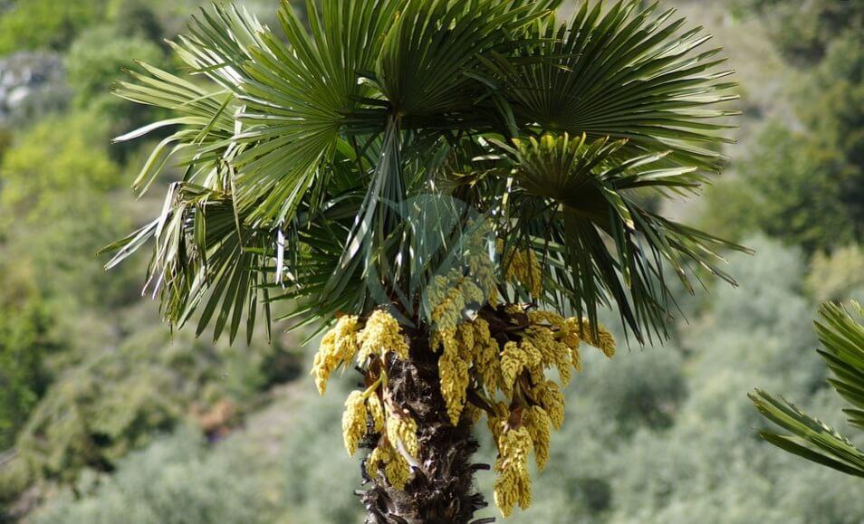 Trachycarpus fortunei (palmier à chanvre) - Clorofila