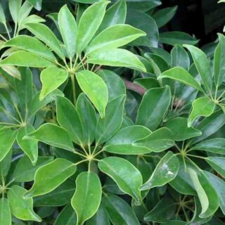 Schefflera-arboricola-maroc.jpeg