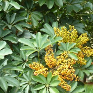 Schefflera-arboricola-maroc-clorofila.jpeg