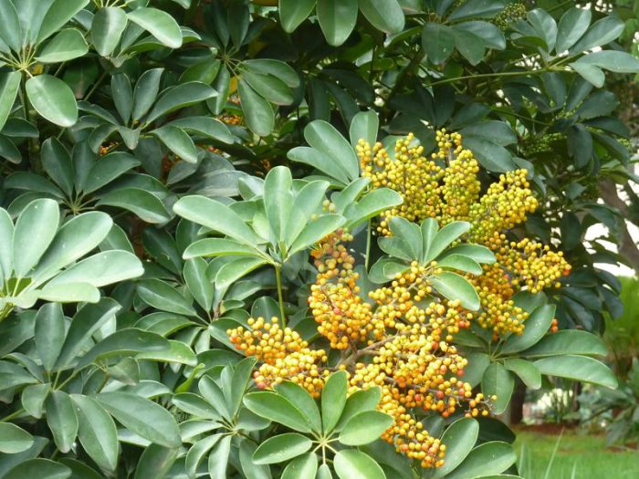 Schefflera arboricola maroc clorofila