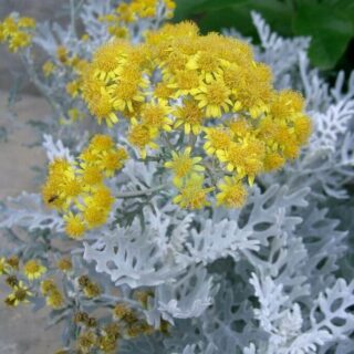 Senecio_cineraria5-2.jpg