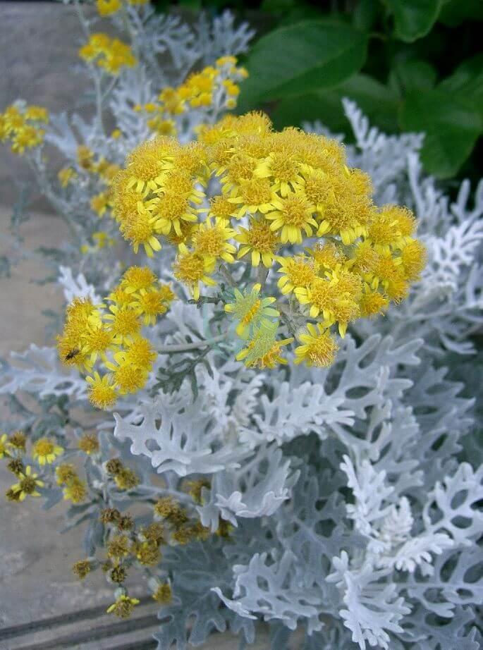 Senecio cineraria