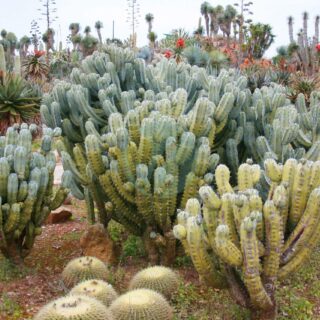 Ses_Salines_-_Botanicactus_-_Myrtillocactus_geometrizans_05_ies-scaled-1.jpg