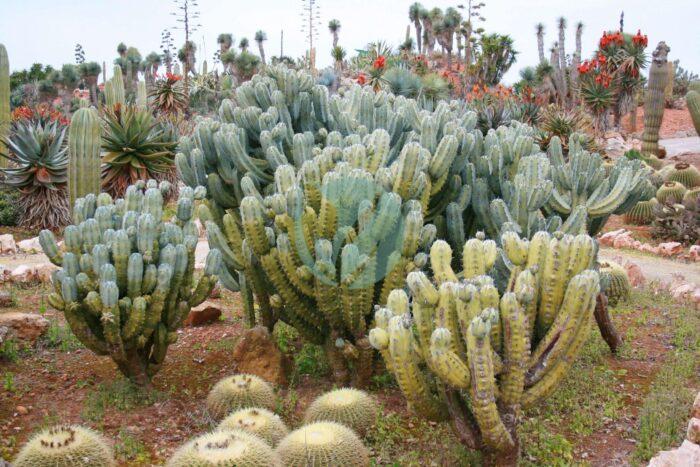 Ses Salines Botanicactus Myrtillocactus geometrizans ies scaled