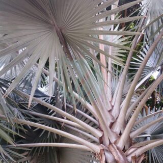 Silver_Bismarck_Palm_Bismarckia_nobilis_Silver_1-scaled-1.jpg