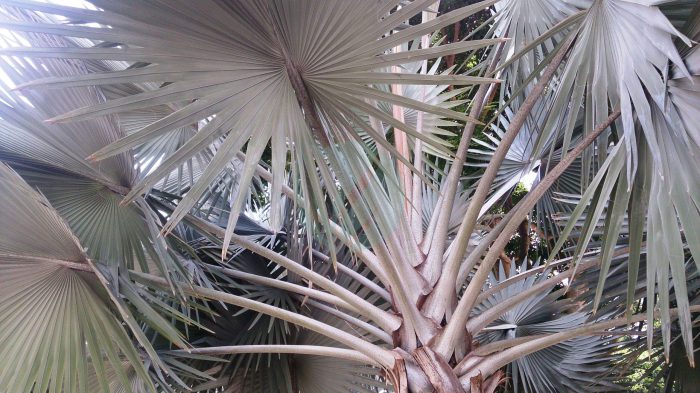 Silver Bismarck Palm Bismarckia nobilis Silver scaled