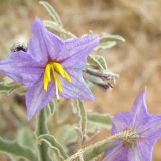 Solanum_elaeagnifolium-scaled-2.jpg