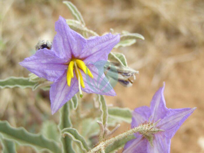 Solanum elaeagnifolium scaled