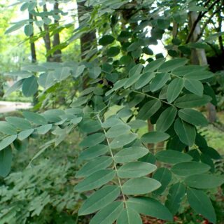 Sophora_japonica_kz1-scaled-1.jpg