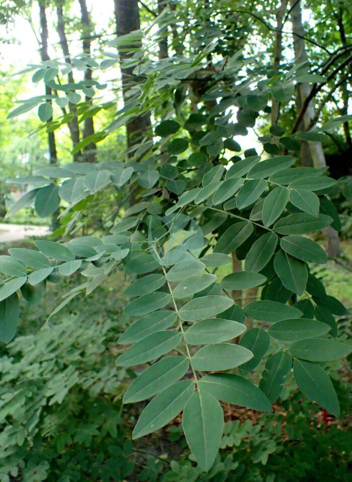 Sophora japonica kz scaled