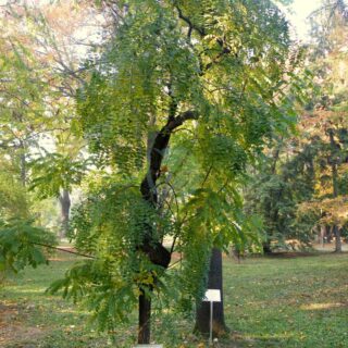 Sophora_japonica_var._pendula_2-scaled-1.jpg