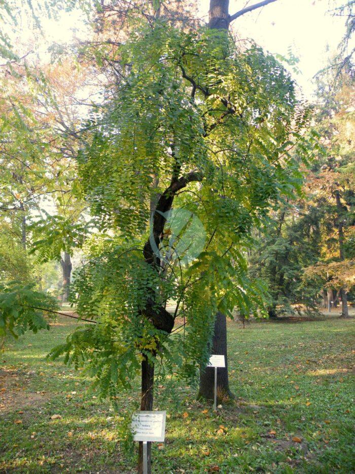 Sophora japonica var. pendula scaled