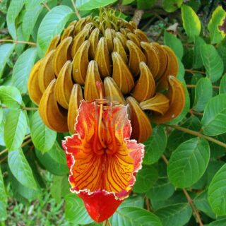 Spathodea_campanulata_in_Ceret_Park_Sao_Paulo.jpg