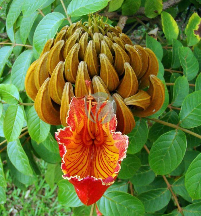 Spathodea campanulata in Ceret Park Sao Paulo