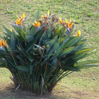 Starr_061224-2882_Strelitzia_reginae-scaled-1.jpg