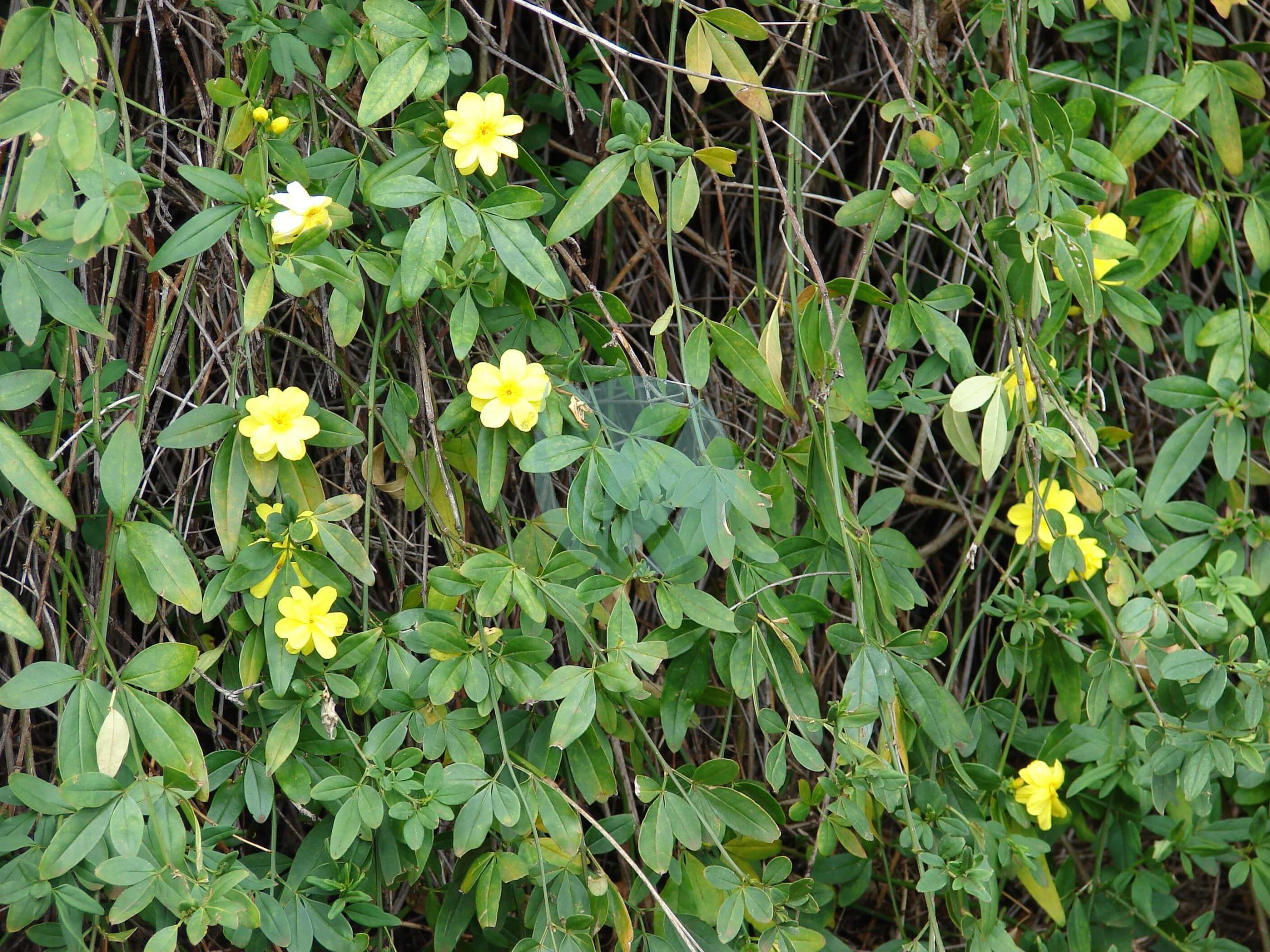 Jasmin à fleur de primevère, Jasmin primevère, jasmin de Chine, Jasminum  mesnyi : planter, cultiver, multiplier