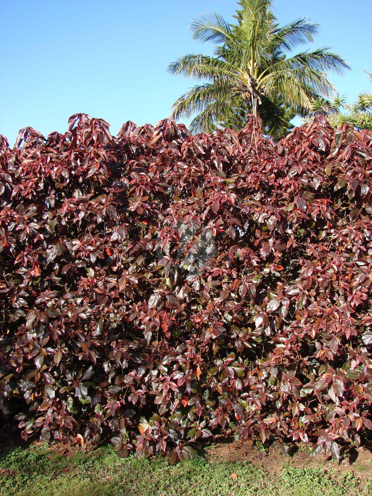 Acalypha wilkesiana - Clorofila