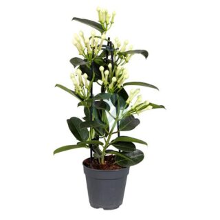 Stephanotis-floribunda-maroc-clorofila.jpg