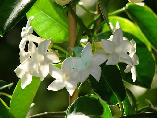 Stephanotis floribunda