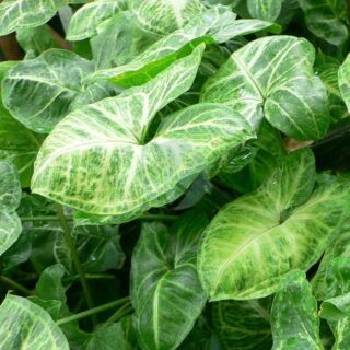 Syngonium-maroc.jpeg