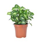 Syngonium pixie maroc clorofila